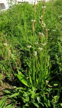 Plantago lanceolata - Habit - Click to enlarge!