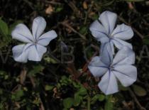 Plumbago auriculata - Flowers - Click to enlarge!