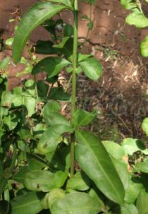 Plumbago auriculata - Leaf insertion - Click to enlarge!