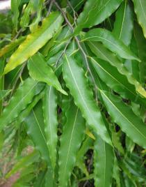 Polyalthia longifolia - Foliage - Click to enlarge!