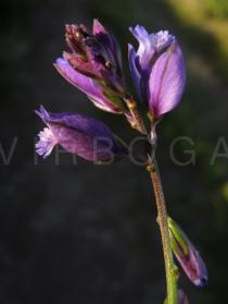 Polygala vulgaris - Flower, side view - Click to enlarge!
