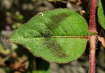 Polygonum capitatum - Upper leaf surface - Click to enlarge!