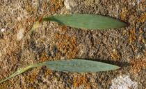 Polygonum equisetiforme - Upper and lower surface of leaf - Click to enlarge!
