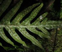 Polypodium azoricum - Lower surface of frond - Click to enlarge!