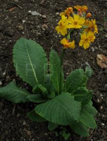 Primula chungensis - Habit - Click to enlarge!