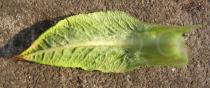 Primula denticulata - Lower surface of leaf - Click to enlarge!