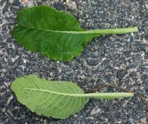 Primula veris - Leaf - Click to enlarge!