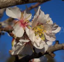 Prunus dulcis - Flower close-up - Click to enlarge!