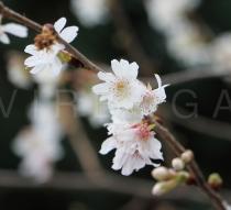 Prunus subhirtella - Flowers - Click to enlarge!