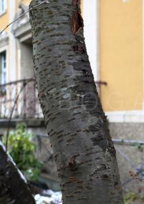 Prunus subhirtella - Bark - Click to enlarge!