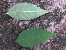 Psychotria hoffmannseggiana - Upper and lower surface of leaves - Click to enlarge!