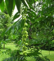 Pterocarya fraxinifolia - Inflorescences - Click to enlarge!