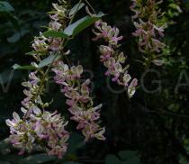 Pueraria wallichii - Infructescences - Click to enlarge!