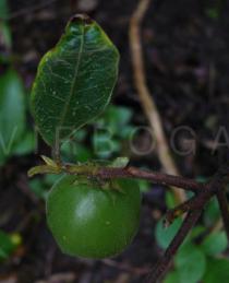 Pyrenaria menglaensis - Fruit from above - Click to enlarge!