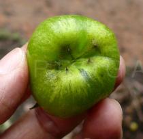 Pyrenaria menglaensis - Fruit from below - Click to enlarge!