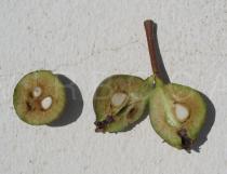 Pyrus bourgaeana - Fruit cross section - Click to enlarge!