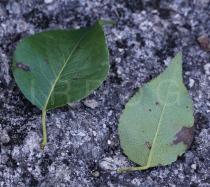Pyrus cordata - Upper and lower surface of leaf - Click to enlarge!
