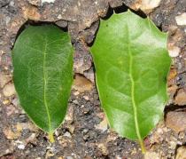 Quercus coccifera - Top and lower side of leaf - Click to enlarge!