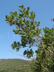 Quercus coccifera - Branch - Click to enlarge!