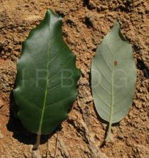 Quercus ilex - Upper and lower surface of leaf - Click to enlarge!