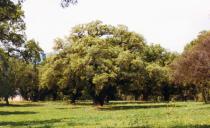Quercus ithaburensis - Habit - Click to enlarge!