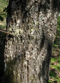Quercus robur - Bark - Click to enlarge!