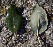 Quercus suber - Upper and lower surface of leaf - Click to enlarge!