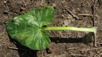 Ranunculus ficaria - Upper surface of leaf - Click to enlarge!