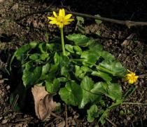 Ranunculus ficaria - Habit - Click to enlarge!