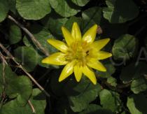 Ranunculus ficaria - Flower - Click to enlarge!