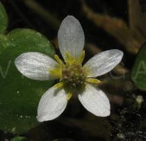 Ranunculus hederaceus - Flower - Click to enlarge!