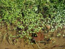 Ranunculus hederaceus - Habit - Click to enlarge!