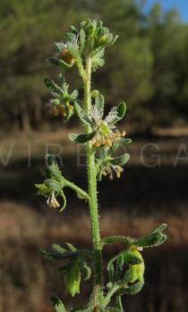 Reseda phyteuma - Flower - Click to enlarge!