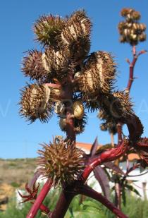 Ricinus communis - Infructescence - Click to enlarge!