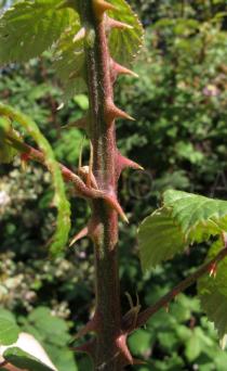 Rubus ulmifolius - Thorns - Click to enlarge!