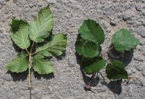 Rubus ulmifolius - Upper and lower surface of leaf - Click to enlarge!
