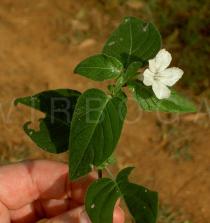 Ruellia primuloides - Branch with flower - Click to enlarge!