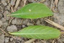 Ruellia tuberosa - Upper and lower surface of leaf - Click to enlarge!