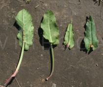 Rumex acetosa - Upper and lower surfaces of leaves - Click to enlarge!