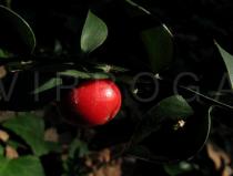 Ruscus aculeatus - Fruit - Click to enlarge!
