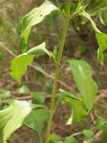 Ruspolia hypocrateriformis - Leaf insertion - Click to enlarge!