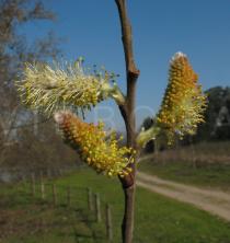 Salix atrocinerea - Male catkins - Click to enlarge!
