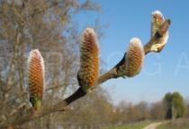 Salix atrocinerea - Developing catkins - Click to enlarge!
