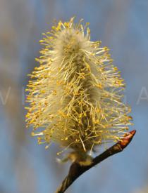 Salix daphnoides - Male catkin - Click to enlarge!