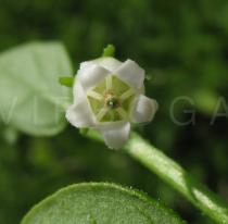Salpichroa origanifolia - Flower - Click to enlarge!