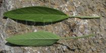 Salvia officinalis - Upper and lower surface of leaf - Click to enlarge!