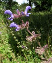 Salvia sclareoides - Inflorescence - Click to enlarge!