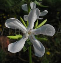 Saponaria officinalis - Flower - Click to enlarge!