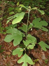 Sassafras albidum - Habit of young plant - Click to enlarge!