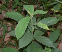 Schima wallichii - Juvenil foliage - Click to enlarge!